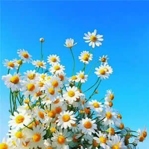 1揚(yáng)尼斯阿德托昆博1